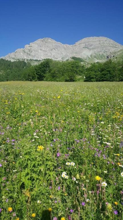 Chalet Miel De La Cayolle-Estenc Entraunes Εξωτερικό φωτογραφία